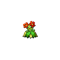 Bellossom