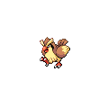 Pidgey