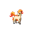 Ponyta